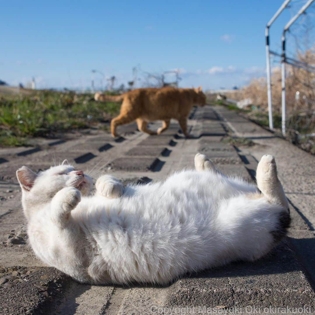 Masayukiさんのインスタグラム写真 - (MasayukiInstagram)「#とろねこチャレンジ  #cat #ねこ」2月18日 23時19分 - okirakuoki