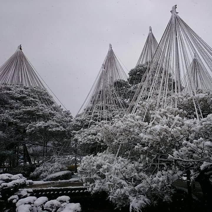 関陽樹さんのインスタグラム写真 - (関陽樹Instagram)「4年と2日前の金沢は兼六園。 雪吊りと雪が似合う美しい庭園は、日本でここしかないと今でも思う。 日付まで覚えているのは特別な日だったから。 ３枚目は当時の自分。 若いし、なにより痩せている（笑） そういえばあの年もオリンピックイヤーだった。 年月が過ぎるのはおそろしく早い(ʘᗩʘ’) #兼六園　#兼六園雪吊り  #雪吊り  #石川県  #金沢市  #北陸  #雪景色  #2016年  #2月16日  #若い #オリンピックイヤー  #局アナ  #人生  #取り戻す」2月18日 23時25分 - seki_haruki1986