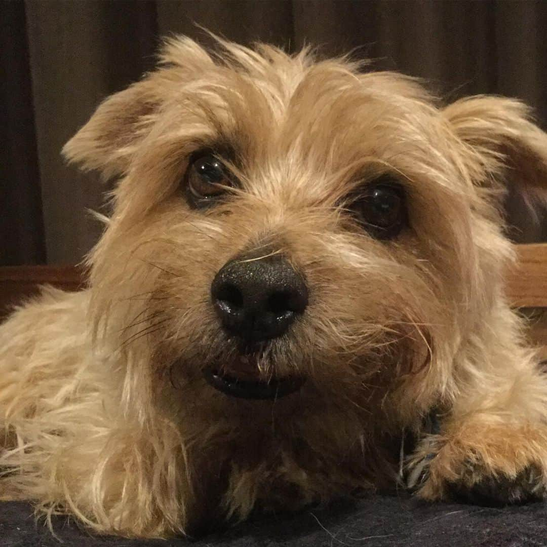 ヒロミチナカノさんのインスタグラム写真 - (ヒロミチナカノInstagram)「gabu #gabu #norfolkterrier」2月18日 23時34分 - hiromichinakano_official