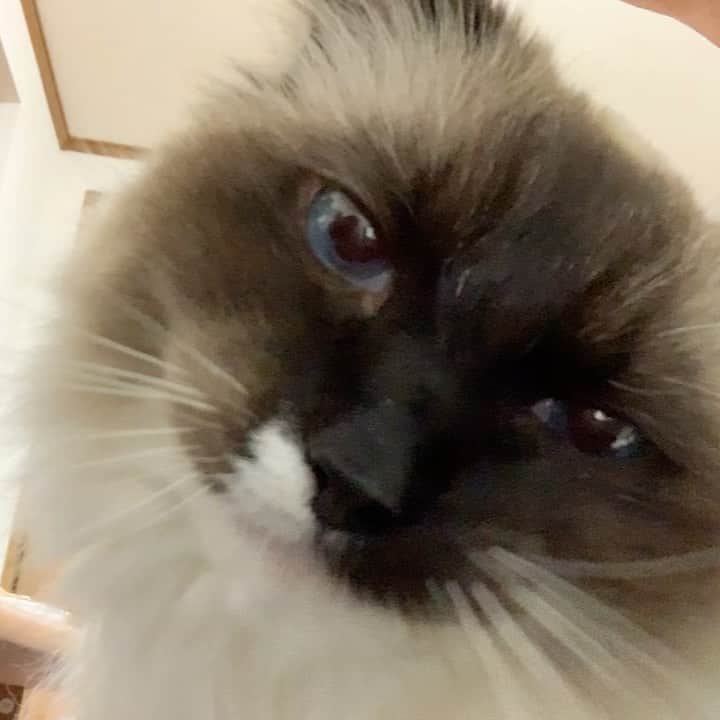 takegaeruのインスタグラム：「もぐもぐもぐもぐ♬ （訳:おやすみにゃさい♬ #goodnight  #cat #猫 #ragdoll #ラグドール #ホワイトポッチーズ」