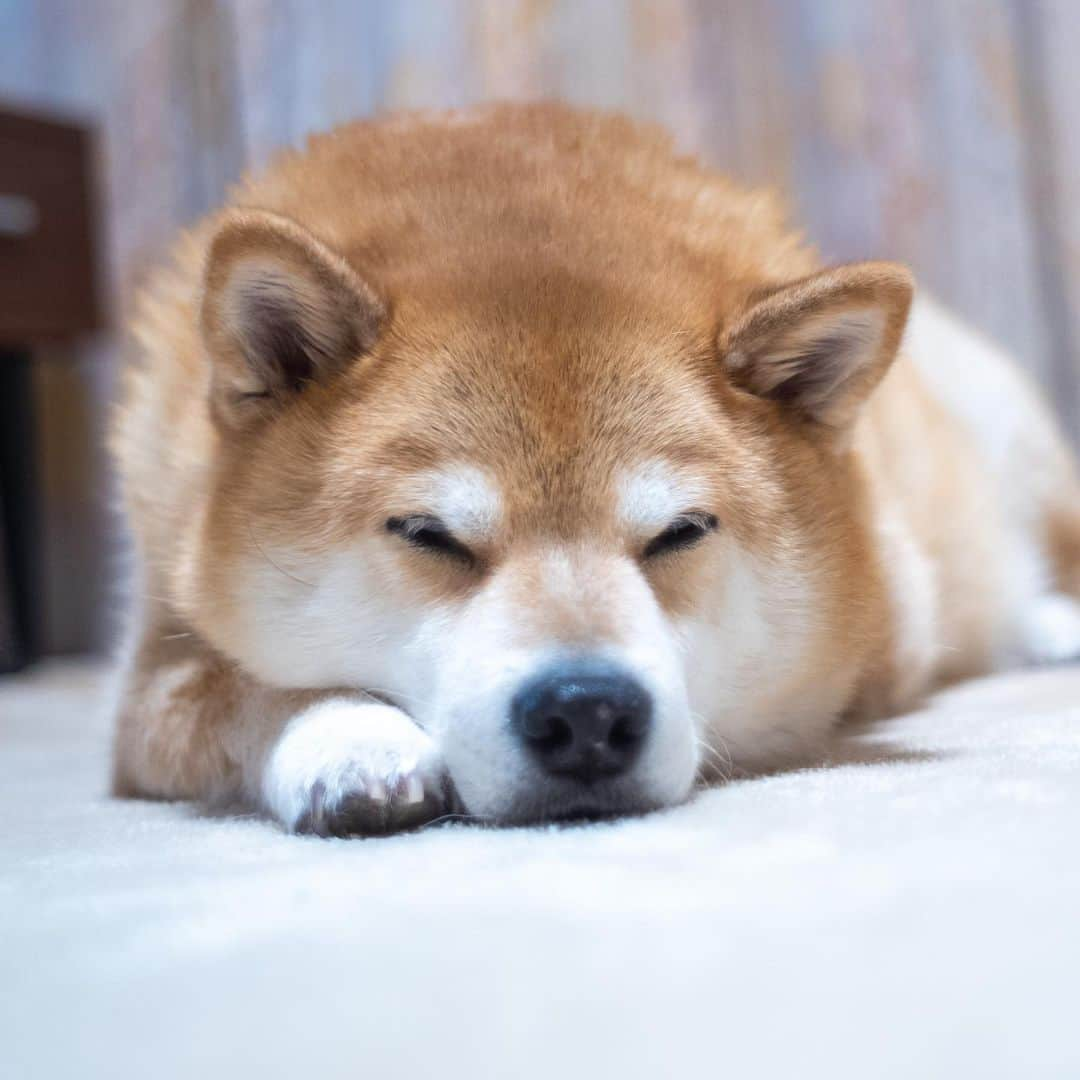 まる（まるたろう）さんのインスタグラム写真 - (まる（まるたろう）Instagram)「Good night!✨🐶💤✨なんか眉毛みたいなのあるね🙄 #こんなにあったかな #まぁいいか #ねむい #また明日ね」2月19日 0時17分 - marutaro