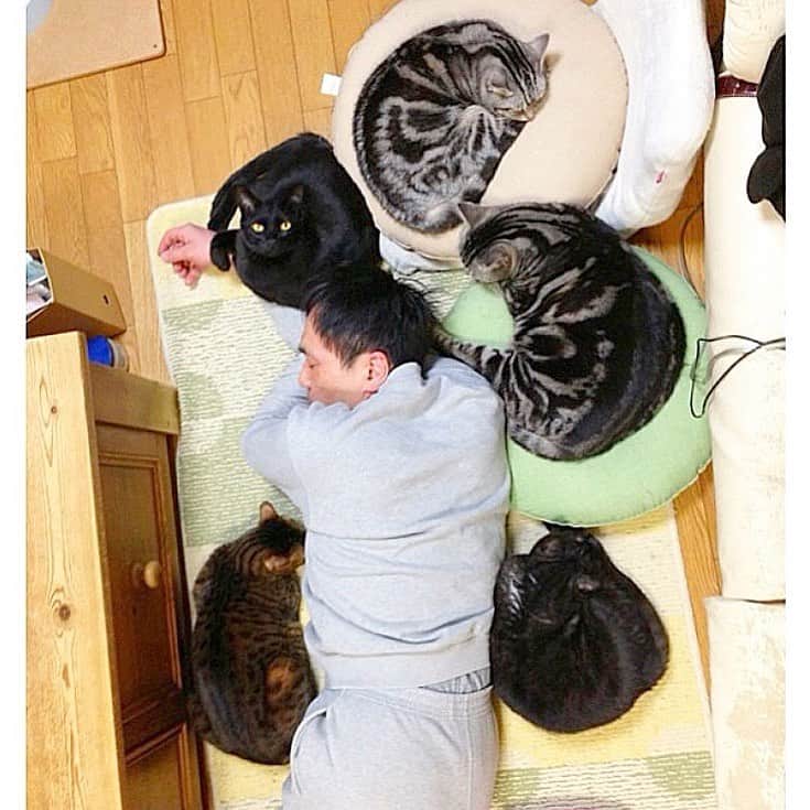 nemuru_catさんのインスタグラム写真 - (nemuru_catInstagram)「#次元#ルパン#春ちゃん#ベム#不二子#眠る夫  眠っている猫の写真に #とろねこチャレンジ とタグをつけてアップすると １投稿に応じて１０円が 花王から保護猫の飼い主募集活動に 寄付されます。 ４月３０日までです。 * #ねこ部#cat#cats#neko#猫#catsofinstagram#bestmeow#catlover#instagramjapan#ふわもこ部」2月19日 1時11分 - nemuru_cat