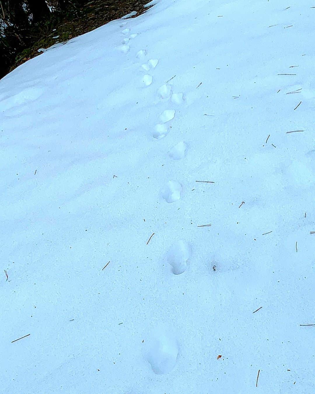 百合華さんのインスタグラム写真 - (百合華Instagram)「まだ新しい熊さんの足跡発見🐾🐻🐾🐻🐾 ﻿ ﻿ 鹿さん達もウロチョロしてるみたいで話し声もちゃんと聴こえてくる🦌💕 ﻿ ﻿ 雪が蒸発して霧がかってるのも幻想的で大好きなナルニア国物語ww✨﻿ ﻿ そうそうコレコレ感MAX💝﻿ ﻿ #japan﻿ #日本﻿ #kyoto﻿ #京都﻿ #美山﻿ #hunting ﻿ #狩猟﻿ #hunter ﻿ #猟師﻿ #狩猟﻿ #雪﻿ #狩猟女子 ﻿ #鹿の声﻿ #熊﻿ #足跡﻿ #幻想的﻿ #霧﻿ #ナルニア国物語﻿ #そうそうこれこれ」2月19日 11時27分 - yurika.lovelily