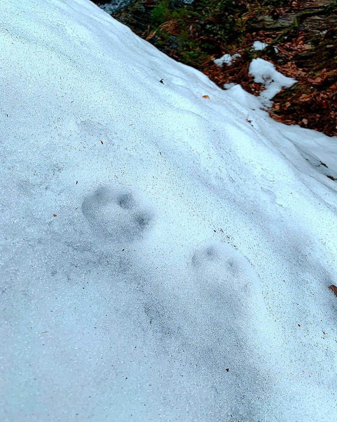 のインスタグラム：「まだ新しい熊さんの足跡発見🐾🐻🐾🐻🐾 ﻿ ﻿ 鹿さん達もウロチョロしてるみたいで話し声もちゃんと聴こえてくる🦌💕 ﻿ ﻿ 雪が蒸発して霧がかってるのも幻想的で大好きなナルニア国物語ww✨﻿ ﻿ そうそうコレコレ感MAX💝﻿ ﻿ #japan﻿ #日本﻿ #kyoto﻿ #京都﻿ #美山﻿ #hunting ﻿ #狩猟﻿ #hunter ﻿ #猟師﻿ #狩猟﻿ #雪﻿ #狩猟女子 ﻿ #鹿の声﻿ #熊﻿ #足跡﻿ #幻想的﻿ #霧﻿ #ナルニア国物語﻿ #そうそうこれこれ」