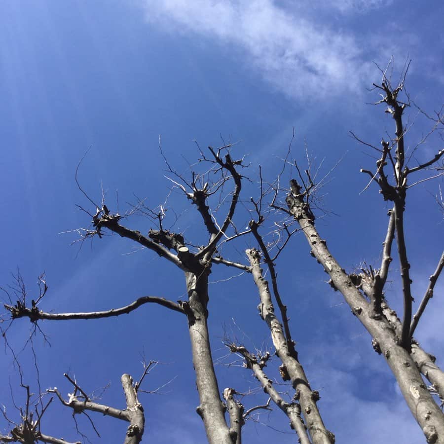 のインスタグラム：「おはようございます。 只今、代官山地区の天気は晴れ。 本日の最高気温は13℃の予報です。 綺麗な青空で日差しもあり、過ごしやすい気温ですので、お出かけをしてみてはいかがでしょうか。 夜は冷えると予報されていますので、防寒対策も忘れずに。 それでは本日もスタッフ一同皆様のご来店をお待ちしております。 #b印yoshida #bjirushiyoshida #daikanyama #代官山 #beams #porter」