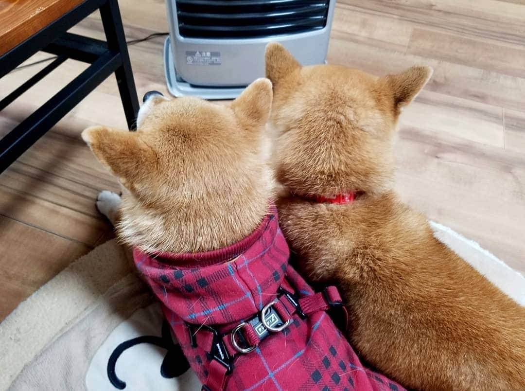 柴犬たま Shibainu Tamaさんのインスタグラム写真 - (柴犬たま Shibainu TamaInstagram)「寒がり仲良し親子🐶❤️🐶 * 犬嫌いで神経質な性格のたまは、自分がくつろいでる時に孫たちが隣に座ったら怒るんだけど、ミケなら隣に座っても怒らない😲 おしゅし達も少しずつ慣れていっているとはいえ、娘のミケは特別な存在みたい🙄おしゅし達も認めてもらえるよう頑張れ〜✊(笑) * Caption trans🇬🇧 They are good parents and children who are not good at cold🐶❤️🐶 * #柴犬たま #たママ #たまーば #たま家族 #柴犬ミケ #ミケママ #柴犬動画 #仲良し親子 #ストーブ前が定位置 #寒がり #後頭部フェチ #愛らぶ後頭部 #柴犬 #shiba #shibainu #shibastagram #犬 #dog #多頭飼い」2月19日 12時19分 - tama7653