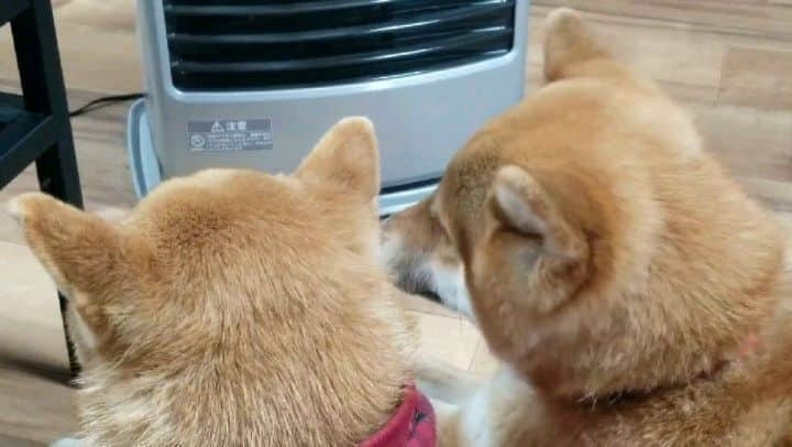 柴犬たま Shibainu Tamaのインスタグラム