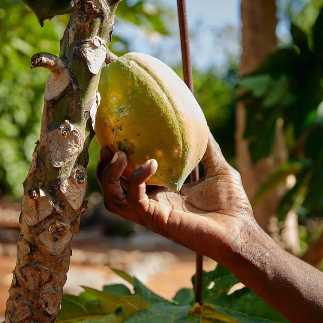 Airbnbさんのインスタグラム写真 - (AirbnbInstagram)「The Bahamas’ natural gifts go far beyond sun, sea, and sand. As part of The Bahamas Sabbatical, you’ll explore local botanical traditions with farmers and gardeners on the island of Eleuthera. You’ll discover the healing properties of native plants, learn to make bush tea and other remedies, and even help conduct workshops to promote these deep-rooted traditions.  Apply by 11:59pm EST on February 18, 2020. Terms and conditions apply.」2月19日 3時58分 - airbnb