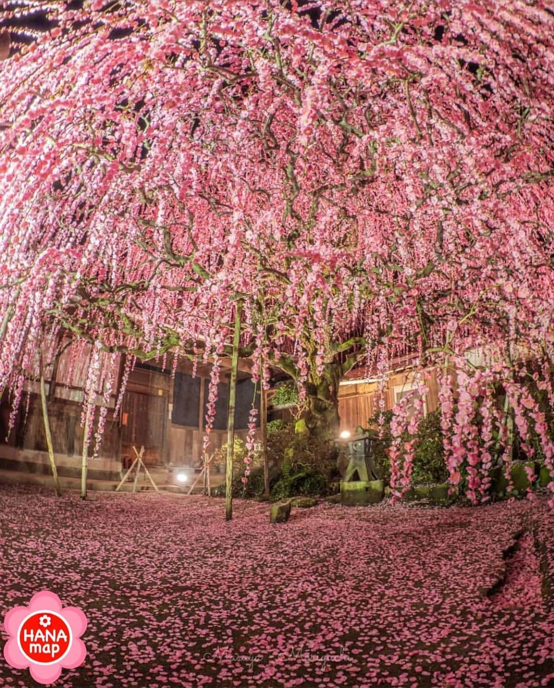 はなまっぷ❁日本の花風景のインスタグラム