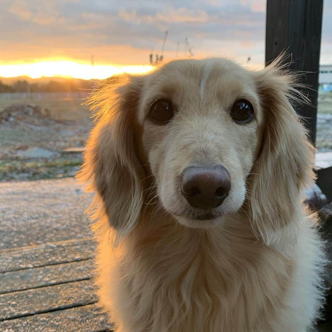 ハッチ＆ニコのインスタグラム：「Good morning ☀️ おはようございます  #カメラ嫌い同好会 #pecoいぬ部 #犬の生活が第一 #癒しわんこ #dachshund #犬バカ部 #短足部 #ふわもこ部 #tokyocameraclub #東京カメラ部」