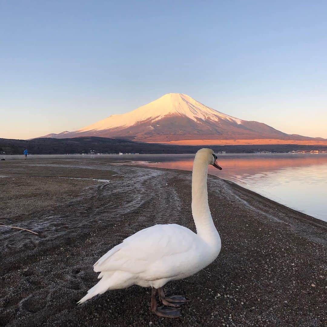たまたまこさんのインスタグラム写真 - (たまたまこInstagram)「スワンも #紅富士 を見にきたみたいです。 #富士山」2月19日 7時25分 - tamarikomari