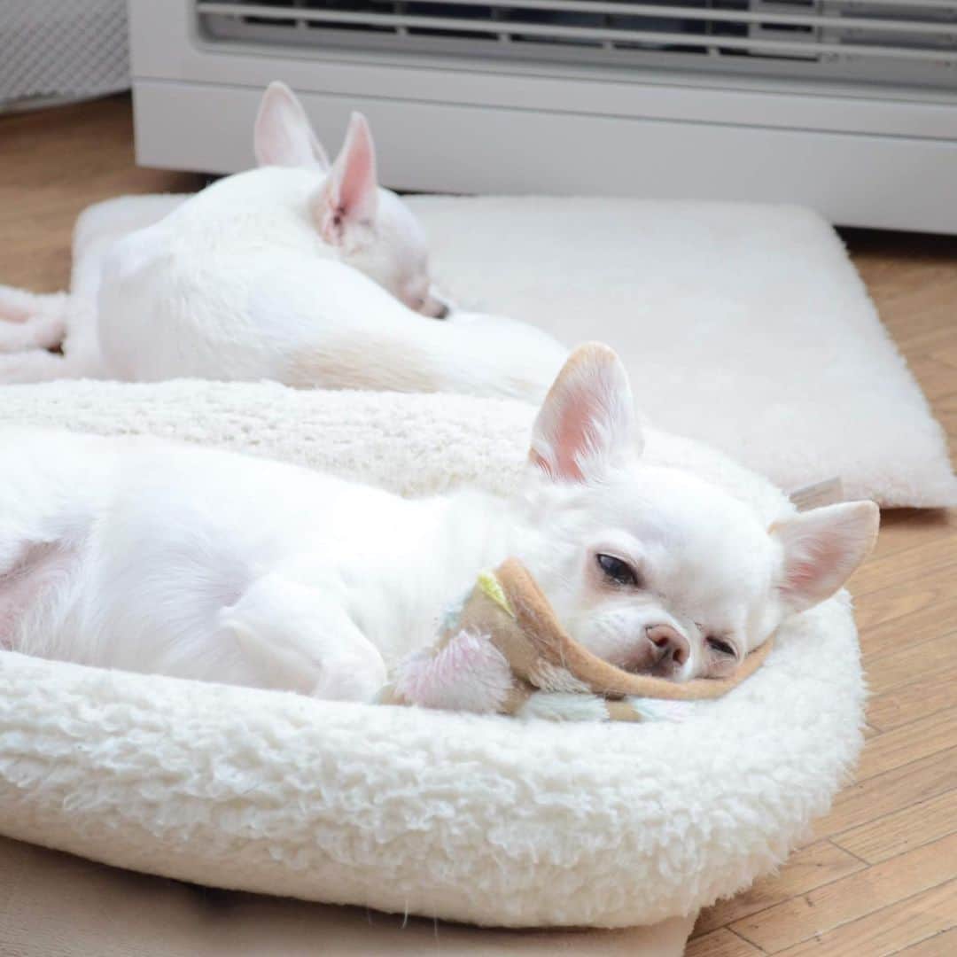 KORIKIのインスタグラム：「おはようございます♪ * #dogofsapporo #dog, #dogs, #dogstagram,#chihuahua,#犬バカ部,#チワワ,#koriki, #hanadog #白スムチ連合会, #スムチー,  #dogofthedayjp, #dogoftheday  #ilovemydog #instadog #instapet #WhiteChihuahua  #吉娃娃 #치와와  #dogsofinstagram #Chihuahualover  #ชิวาวา #チワワの輪 #barkbox #WhiteChihuahuaParty #もふもふモフモフ」