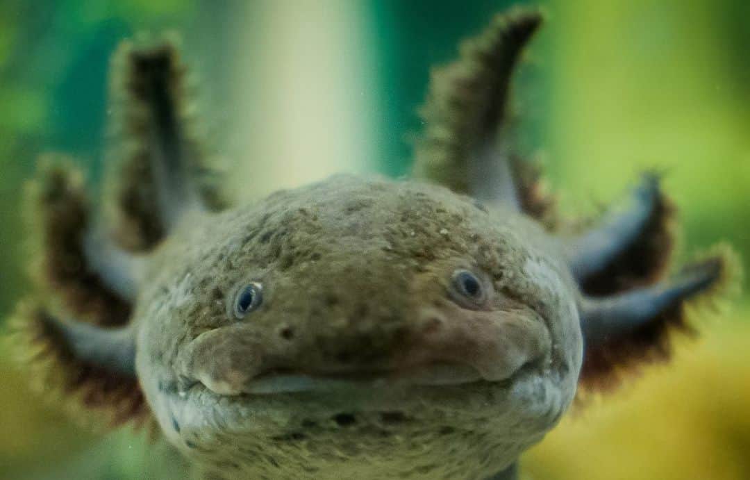 TED Talksのインスタグラム：「Science journalist Victoria Gill calls axolotls "the Peter Pan of the amphibian world." Why? They're the one type of salamander that never “grows up” -- they never develop into adults. Northern Mexico's Lake Pátzcuaro is home to a rare axolotl breed called achoques, which are dying out due to overfishing and pollution. Enter: the Sisters of the Immaculate Health, who've made medicine with the achoque for centuries. With the species in jeopardy, their convent became a reserve of sorts for the endangered achoque. Now, after years of careful diplomacy, biologists are working with the nuns in an unusual partnership that could help save the rare creatures. “When scientists team up with, look to, and defer to people who have a really valuable perspective on what they're trying to do,” says Gill, “something really special can happen.” Watch Gill’s full talk on why scientists can — and should — collaborate with local communities at the link in our bio.」