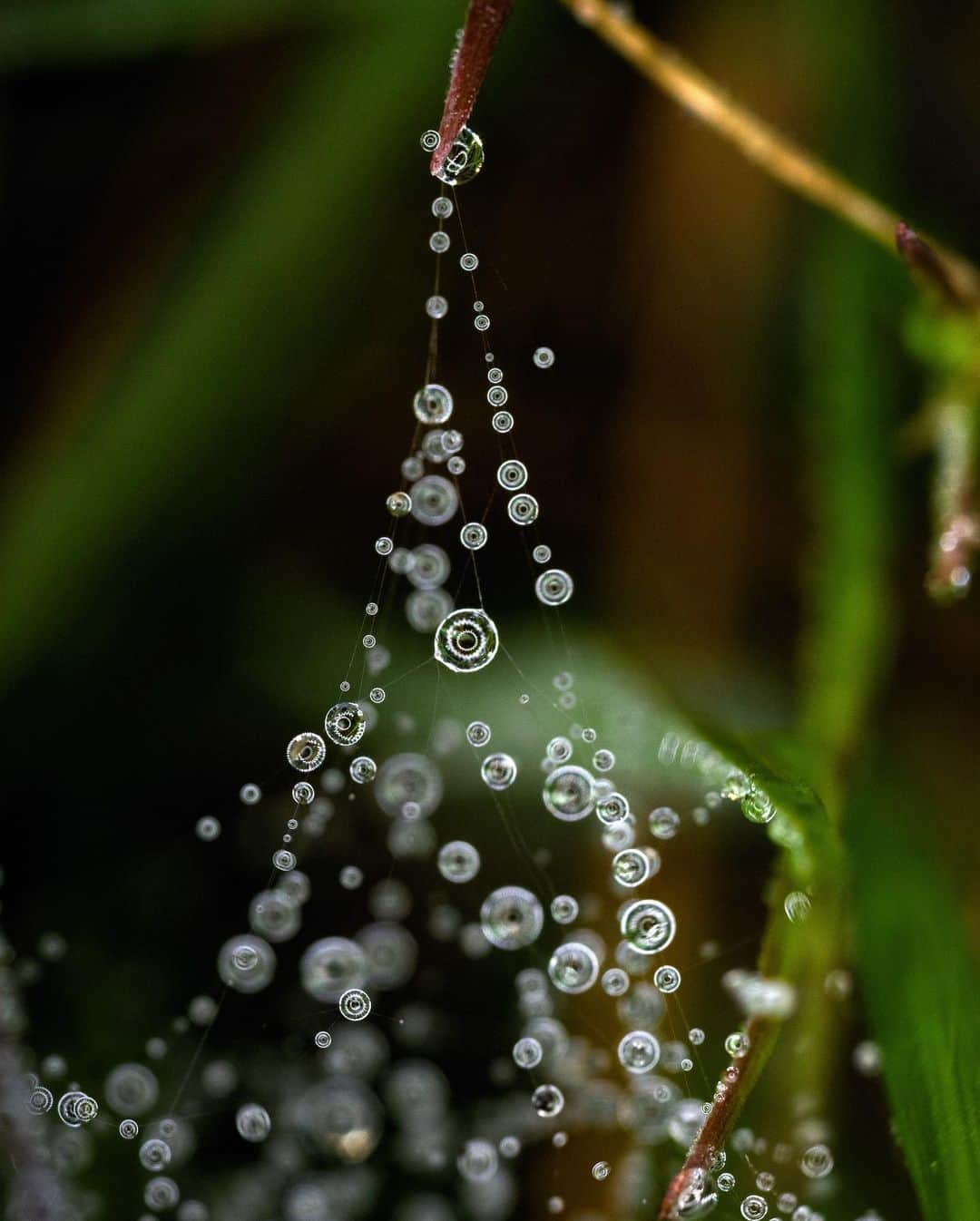 アンジー・ペインさんのインスタグラム写真 - (アンジー・ペインInstagram)「Pacific coast dew on plants. I found some small dewy spider webs hidden in the grass on the way to the magnificent vista of the ocean. Of course I spent the whole time crawling around getting giddy about the interplay between light and droplets. I can’t foresee a time in my life when these teeny tiny drops of magic will cease to make me happy. • • • • #macro #macrophotography」2月19日 7時53分 - angelajpayne