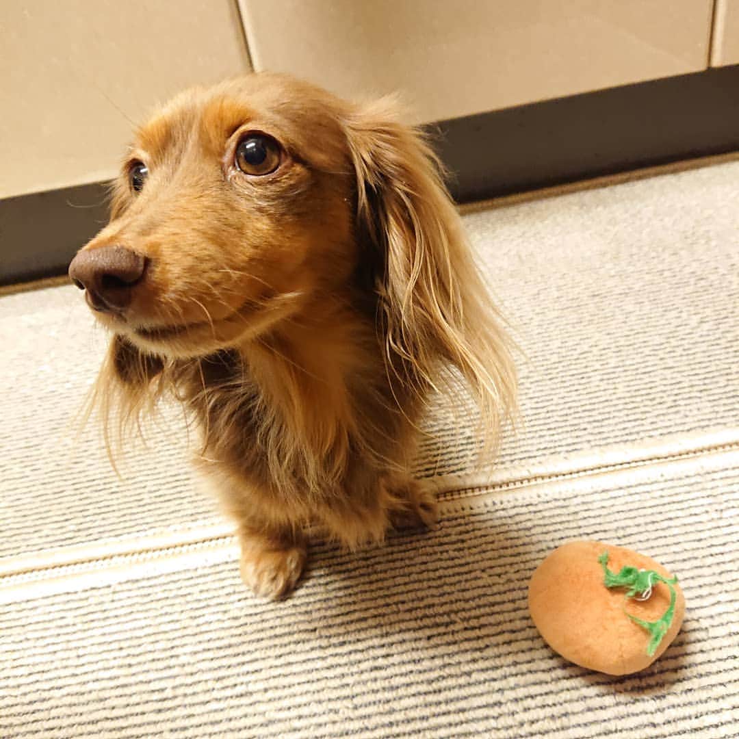 くるみんのインスタグラム：「* 最近お気に入りのおもちゃ 🍊みかん🍊 * さては、冷蔵庫にあるみかん🍊欲しいアピールか？  #カニンヘンダックスフント #カニンヘン #カニンヘンダックス #カニンヘンダックスフンドの日常 #カニンヘンダックスフンド #チョコタンダックス #チョコタン #ダックス多頭飼い #ダックスフント #ダックスフンドカニンヘン #ダックス部 #ダックス大好き #ダックスフンド #ダックス #わんこなしでは生きていけません会 #いぬばか部 #いぬすたぐらむ #短足部 #all_dog_japan #east_dog_japan #dachshundgram #dachshund_feature #dachshund #dogstagram #instagramdog #instadachs #kyounodachs #todayswanko #7pets_1day #だっくすふんど」