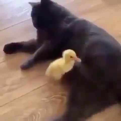 WildLifeのインスタグラム：「Hi 👋🏻 duck 😂 Bye duck 😂😂 🎥 @petworld Not intended to post licensed content. Dm for credit or removal」
