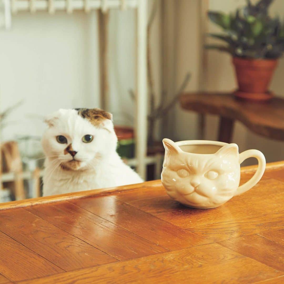 Cat's NapTimeのインスタグラム：「2/19発売「Cat’s NapTime」第5弾のアイテムをご紹介！ ・ Cat's ISSUE主宰・太田メグさん（ @megmilk5628 ）の愛猫、コムタンをモデルにした顔マグカップが第1弾「秘密のお茶会『Cat's NapTime』への入会」からの復刻アイテムとして再び登場！ホワイトとグレーの2色展開。 ・ 「Cat’s NapTime」第5弾のアイテムはこちらのリンクからもご覧いただけます。 ➡@catsnaptime ・ ※一部店舗で「Cat's Nap Time」アイテムの取り扱いがございません。詳しくはお近くの店舗かお問い合わせ窓口までお問合せください。 ・ ・ ・ #cats_naptime #cats_naptime5 #AfternoonTea #AfternoonTeaLIVING #ネコ #cat #マグカップ #マグ #komutancat #復刻」