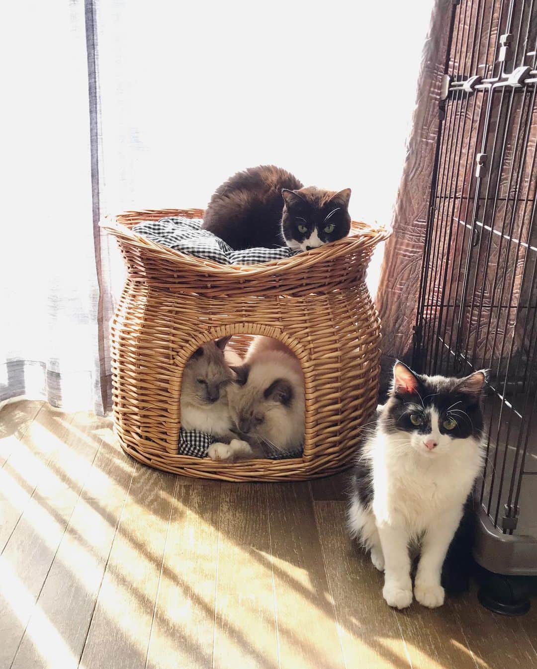 もじゃころのインスタグラム：「おはようございます！ 4年ぶりに家に撮影隊が入るので片付けなどバタバタしてたら猫たちはなにかいつもと様子が違うことにソワソワ…  そのせいなのか、珍しくアンちゃんとクックが同じお部屋に…😂💕💕 みんな隠れませんように…おにぎりは100%無理だけど  #坂東玉隠しシャシャ丸  #チョッチュ具志コロペッペ  #バングシー」