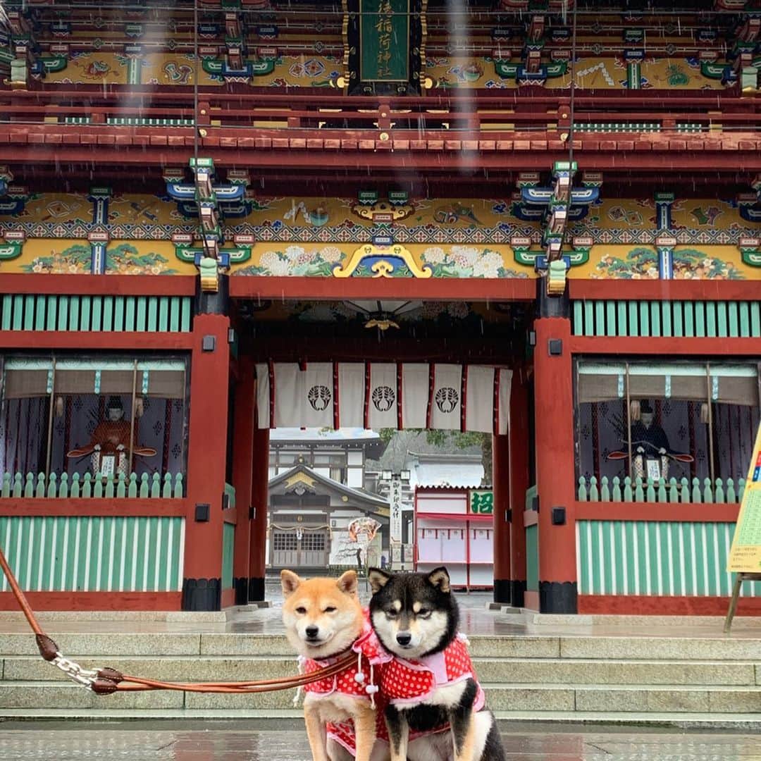 豆柴なつ&ふゆさんのインスタグラム写真 - (豆柴なつ&ふゆInstagram)「We went to Yūtoku Inari Shrine in Saga⛩😊‼️ 旅の思い出😊💓唯一、小雨がパラついてた佐賀の祐徳稲荷神社⛩  #旅 #travel #九州旅行 #犬連れ旅行 #祐徳稲荷神社 #yutokuinarishrine #佐賀 #saga#シバフル #わんダフォ #shibamania  #柴犬ライフ#pecoいぬ部 #shiba_snap  #instashiba#cutedogs  #柴犬#shiba #shibainu #shibastagram #いぬすたぐらむ #pecoいぬ部 #犬バカ部 #shibainumag_feature #instafollow #dogoftheday  #🐕📷 #theshibasociety  #柴#proudshibas  #柴犬マニア」2月19日 20時46分 - mameshiba.natsuinu56