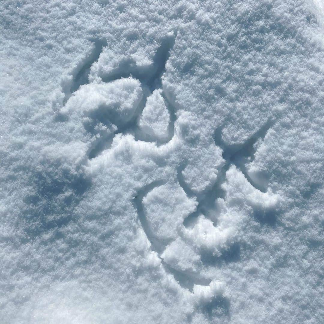 市川愛さんのインスタグラム写真 - (市川愛Instagram)「引き続き北海道☃️雪だ〜！！！ 雪散歩した☃️❄️ ・ ・  #雪まつり #北海道旅行  #札幌雪まつり #札幌観光 #大通り公園 #雪遊び #北海道大学 #tatras #louisvuitton #自然のレフ板」2月19日 20時41分 - pkmnai