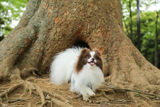 mycoのインスタグラム：「りりの別荘🏡  #pom #instadog #パーティーカラーポメラニアン  #別荘　#dog」
