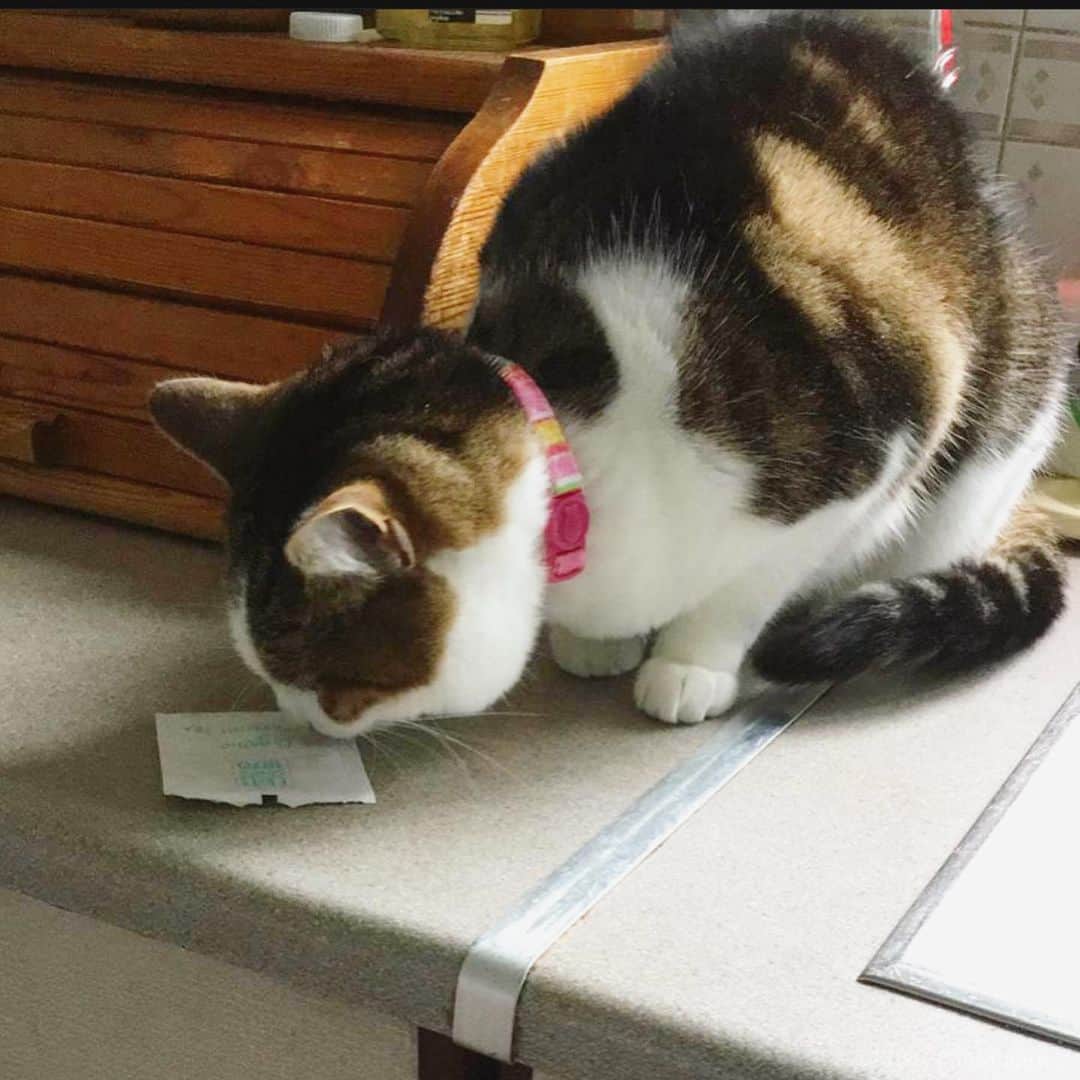 Misty The Moggieのインスタグラム：「Does anyone else REEALLY LIKE anything minty? I get weird when human has her mint tea 🍵 🌱 😹」
