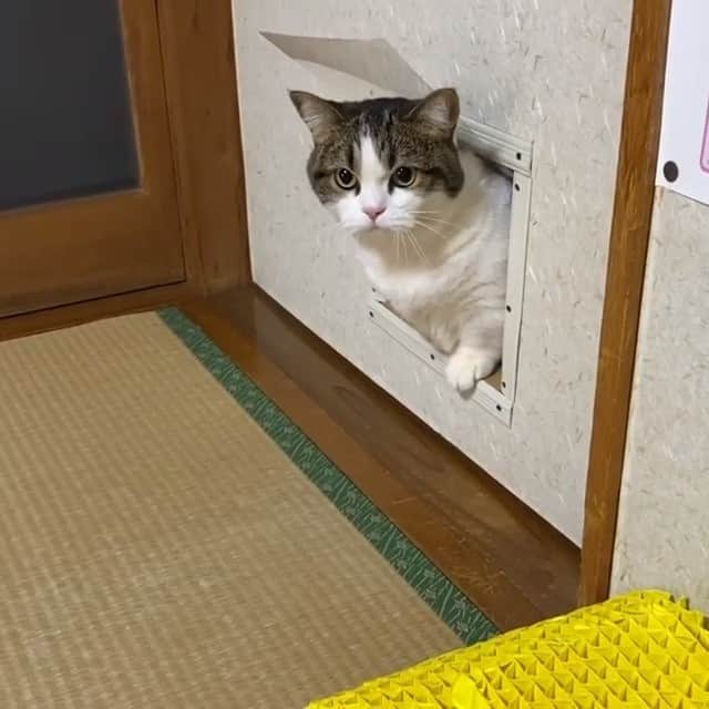 PECOねこ部のインスタグラム