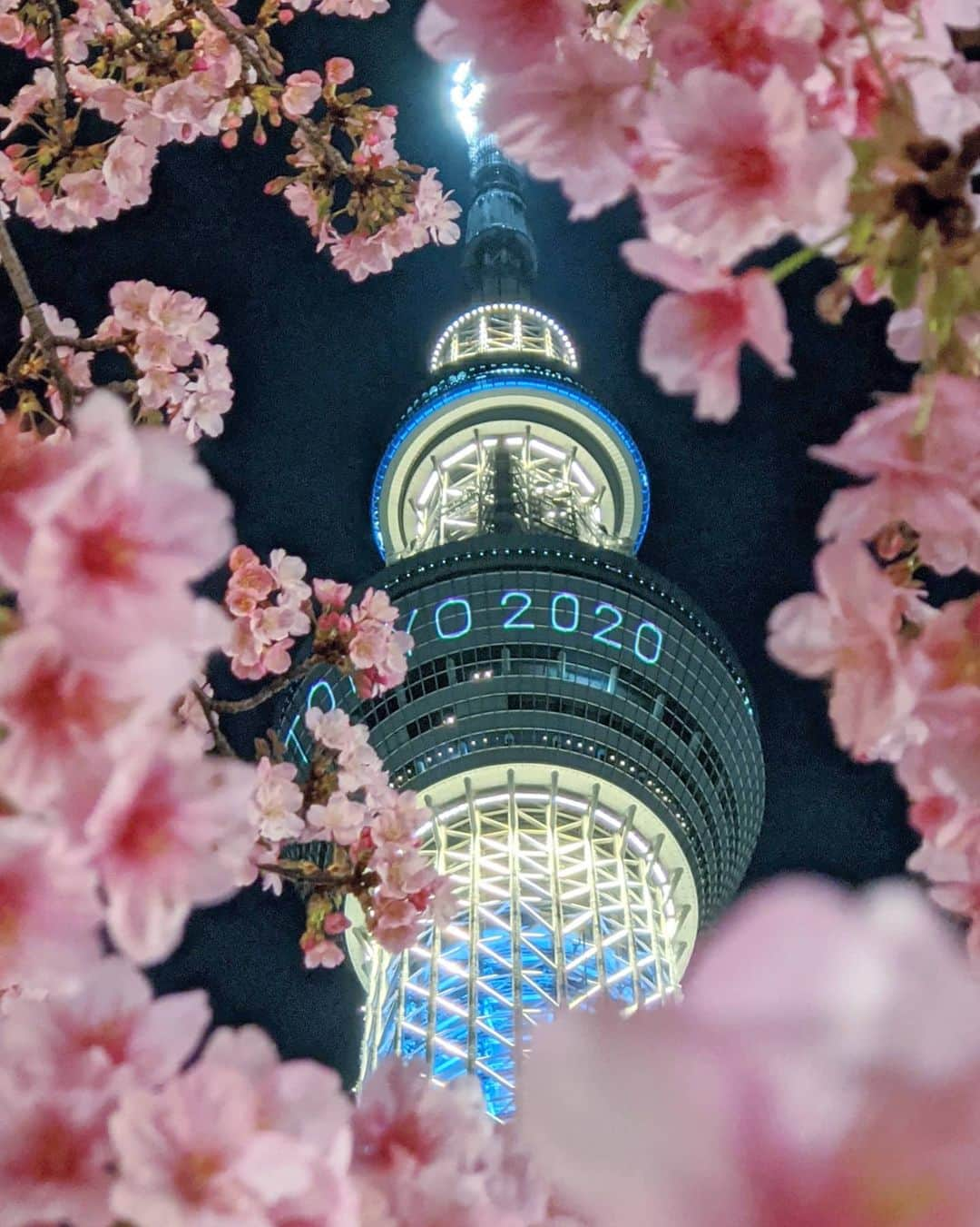 masayaさんのインスタグラム写真 - (masayaInstagram)「Tokyo Skytree 634m tonight Early blooming cherry tree 今夜の東京スカイツリー、河津桜はほぼ満開でした。Pixel 夜間モードで撮影､暗部のディテールがクリアに撮れます。 #pixelで撮影 #teampixel #googleのスマホ」2月19日 21時30分 - moonlightice