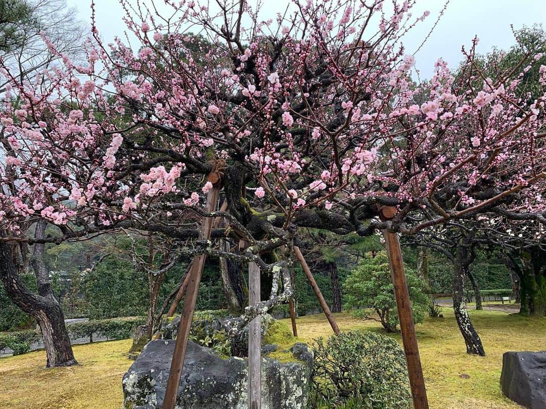 のインスタグラム：「お伊勢さんの見事な梅🌸  #梅 #伊勢神宮 #beautiful#flower#spring」