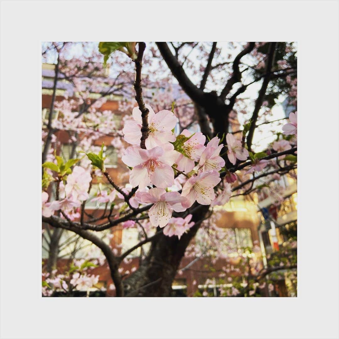 小林 ディスカスさんのインスタグラム写真 - (小林 ディスカスInstagram)「河津桜が満開👱🏾‍♂️✨✨✨🌸 春よ早く来ーいっ！！ 今年は花見するYO🌸  #tokyo #japan #河津桜 #春よ来い #東京 #cherryblossom」2月19日 15時36分 - discus_kobayashi