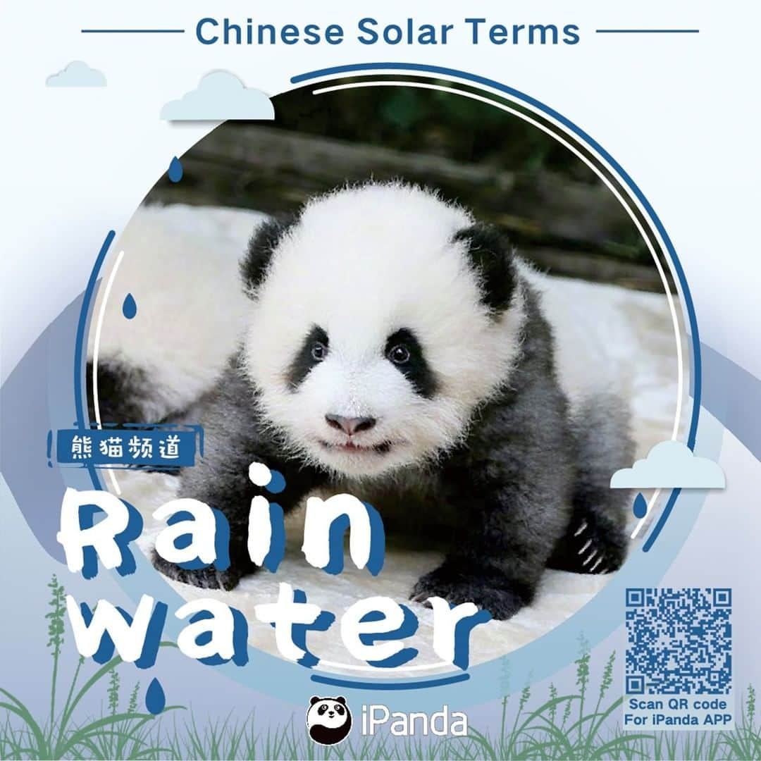 iPandaさんのインスタグラム写真 - (iPandaInstagram)「Rain Water, is the second of the 24 traditional Chinese solar terms. It is the time when the spring makes its comeback. Are you looking forward to Spring with pandas? 💦 🌱 ☔️ #ChineseCulture #panda #ipanda #animal #pet #adorable #China #travel #pandababy #cute #photooftheday #Sichuan #cutepanda #animalphotography #cuteness #cutenessoverload」2月19日 16時12分 - ipandachannel