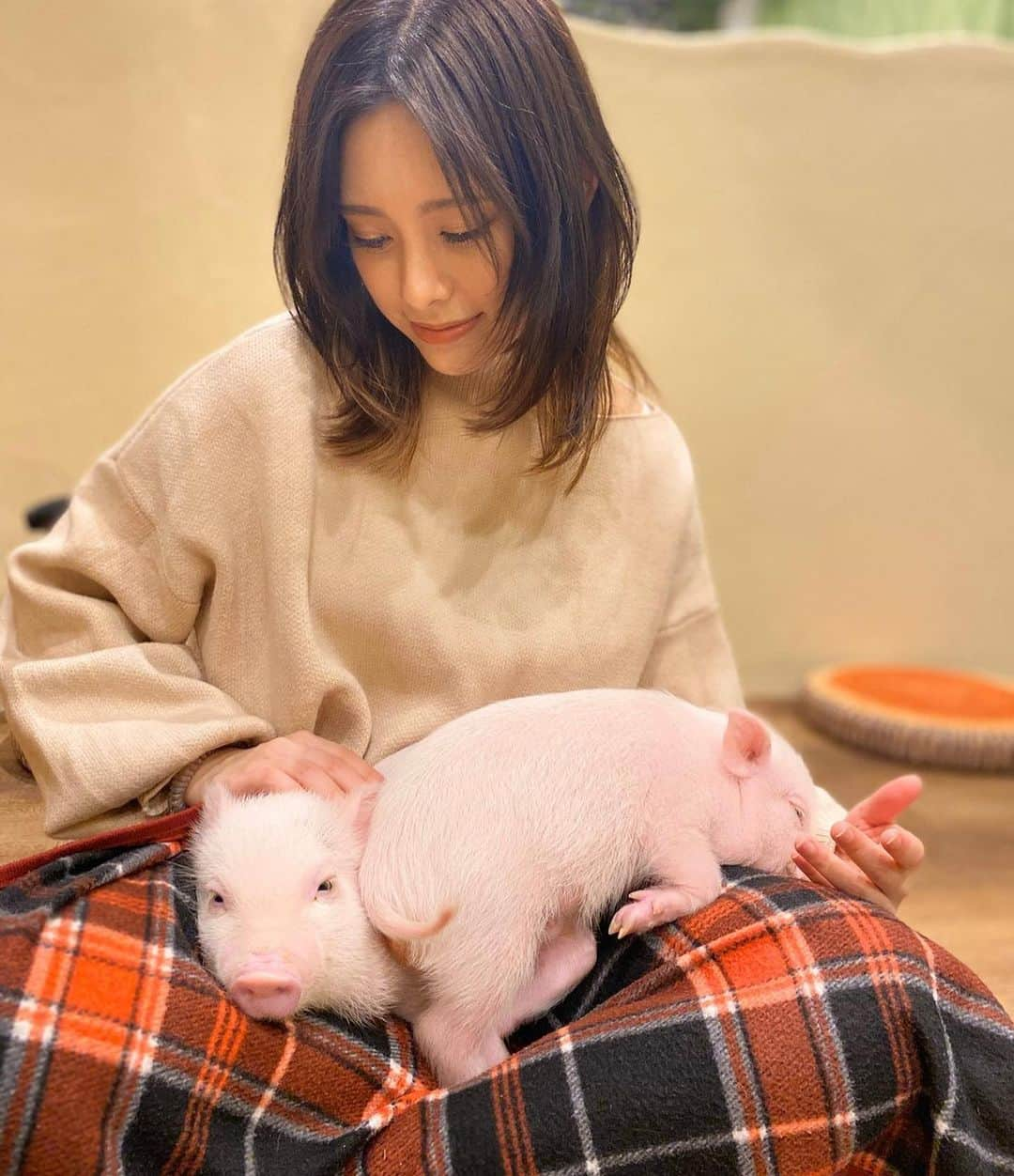 柳瀬アビーさんのインスタグラム写真 - (柳瀬アビーInstagram)「完璧母の顔😂🐽 #子ブタ#ミニブタ#マイクロブタ#ブタカフェ#ミニブタカフェ#原宿#動物#赤ちゃん#母性#japan#pig#piggy#cute#kawaii#harajuku#baby#babe#likeforlikes#instagood」2月19日 17時04分 - abbie_yanase