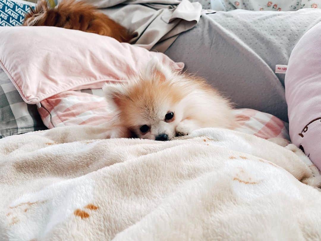 r_oseのインスタグラム：「An ordinary day of a little girl, recharging the cuteness power🐰〰️」