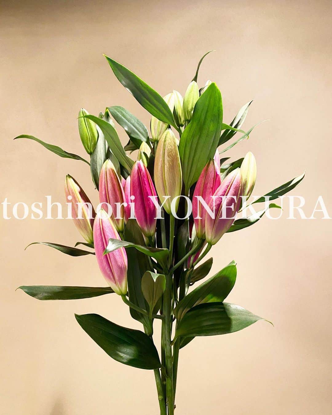 米倉利紀さんのインスタグラム写真 - (米倉利紀Instagram)「flowers of this week: ripasso #fuga #花のある生活 #花好きな男」2月19日 17時29分 - toshi_yonekura