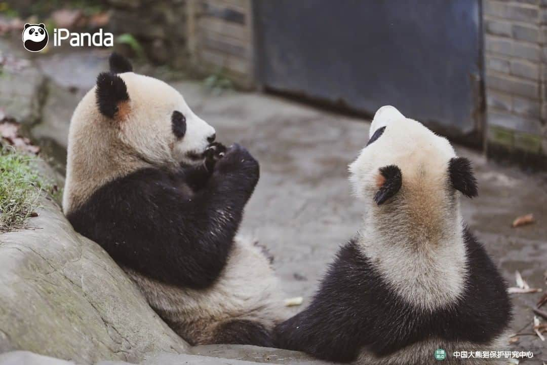 iPandaさんのインスタグラム写真 - (iPandaInstagram)「Enjoy the sunshine and afternoon tea. Leisure panda life is going on! 🐼 😆 🐼 #panda #ipanda #animal #pet #adorable #China #travel #pandababy #cute #photooftheday #Sichuan #cutepanda #animalphotography #cuteness #cutenessoverload」2月19日 17時30分 - ipandachannel