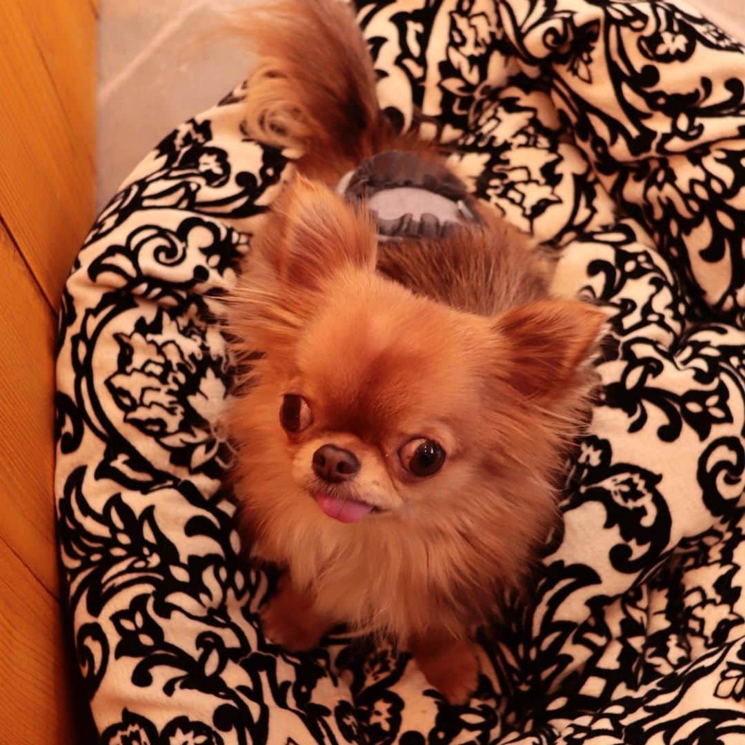 kayoのインスタグラム：「* * お風呂入って来たよ🛁✨ * * kulio💗 * * #chihuahua#chihuahualove#dogstgram#dog#instadog#チワワ#チワワ大好き * *」