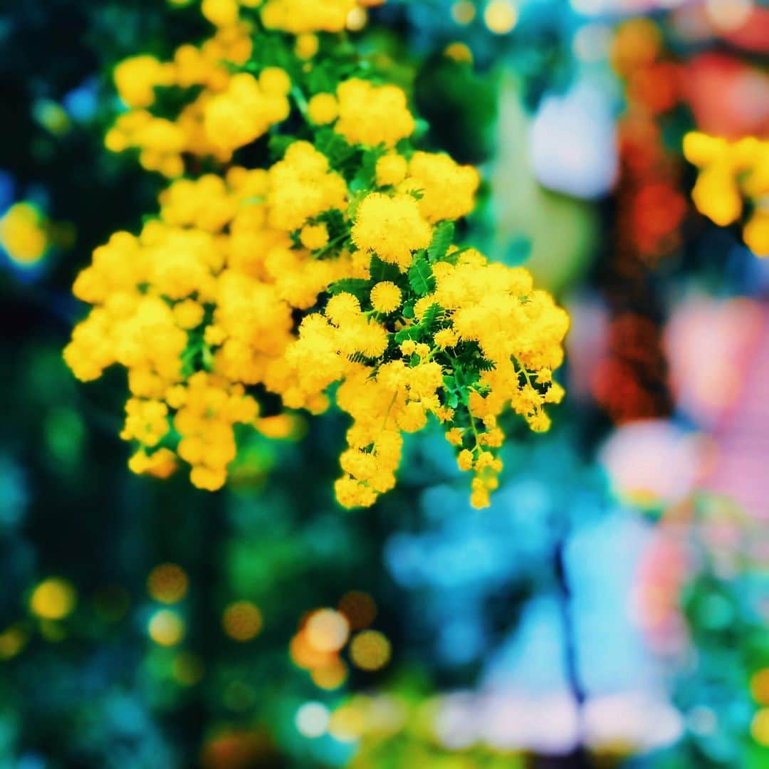 わっち☆ wacchiのインスタグラム：「* 大好きと大嫌い の間でのたうち回ってるだけ  #ミモザ #mimosa #ザ花部 #花 #flower #yellow #玉ボケ #bokeh #iphonex #iphoneonly #iPhonegraphy #igers #igersjp #instagramjapan #mwjp #WEBSTAPICK #VSCOcam #vsco #vscogood_ #vscogoodshot #hueart_life #shootermag #shootermag_japan #ig_photooftheday #reco_ig #indies_gram」