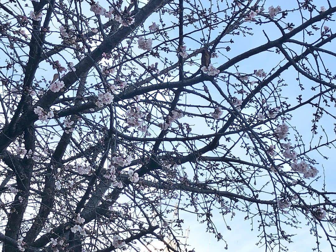 望木聡子さんのインスタグラム写真 - (望木聡子Instagram)「高岳の #オオカンザクラの並木道 の様子を見に行きました。 所々ぽっぽっと花開いていましたよ🌸 早いですね… . 場所によってはかなり咲き進んでいる木も。 枝には #メジロ がいました👀 . #桜 #オオカンザクラ #cherryblossom #花 #flowers  #メーテレ #アナウンサー #望木聡子 #もっちー」2月19日 18時56分 - satoko_mochiki