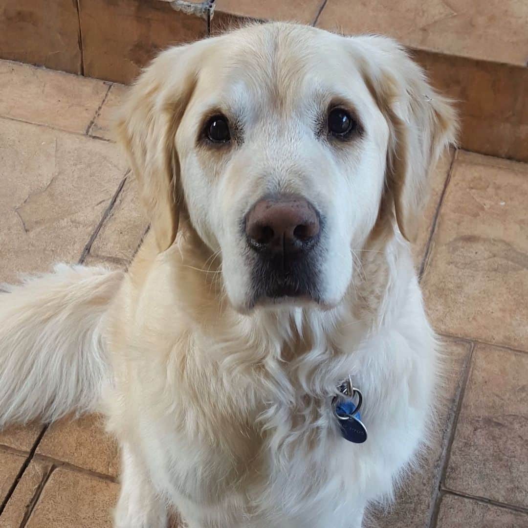 トラビス・マホーニーのインスタグラム：「So many amazing memories and unconditional love over the last 14 years, the best friend you could ever ask for! You were like a brother, I’m going to miss you 😢 RIP Bailey ❤️」