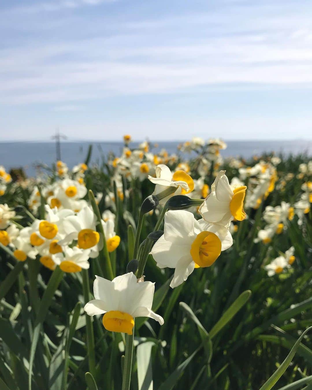 西口真央のインスタグラム：「スイセン🌼 白いスイセンの花言葉は”神秘” .  海も見渡せる花畑🐐 まさに神秘的な景色でした、、✨ 元教師のご主人の素敵なお話と・止まらないダジャレに元気をもらい また、冬は見かけるお花も少ないから、パッと明るい気分になりました/// 楽しい現場、仲のいいスタッフさんたち、 なんかすっごくいい一日やった🥺😂😭 #スイセン #水仙 #福山市 #内海町」
