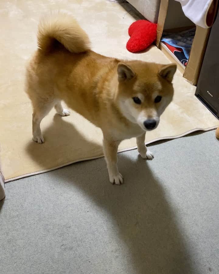 まる（まるたろう）のインスタグラム