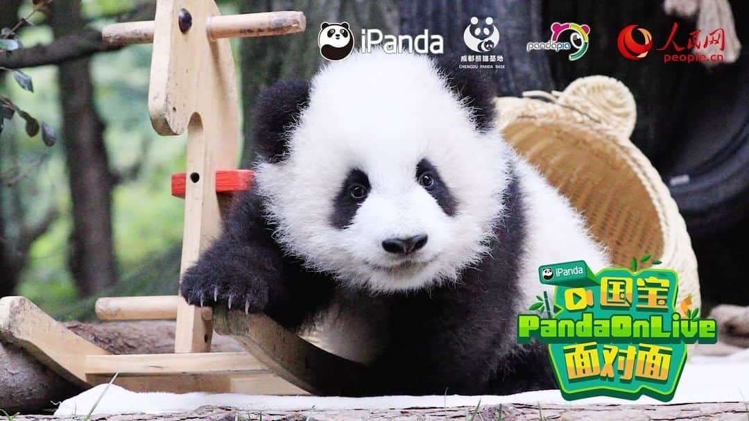 iPandaさんのインスタグラム写真 - (iPandaInstagram)「How are pandas doing during the novel coronavirus hit time in China? Check out our broadcast on iPanda Facebook at 7:30pm(GMT+8) today. 🐼 😆 🐼 #fblive #panda #ipanda #animal #pet #adorable #China #travel #pandababy #cute #photooftheday #Sichuan #cutepanda #animalphotography #cuteness #cutenessoverload」2月19日 19時32分 - ipandachannel