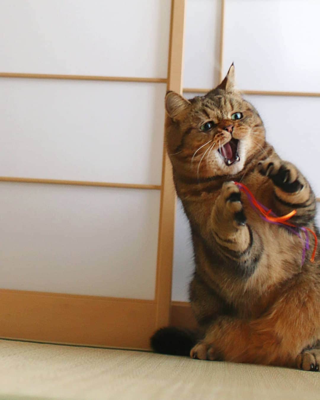 寅次郎（とらちゃん）さんのインスタグラム写真 - (寅次郎（とらちゃん）Instagram)「☆ Yay😹 . いぇーい めっちゃ楽しいにゃ～🎶💨💨 . ③ほんのちょこっと宙に浮いてるにゃんよ😹 . #飛んでるおしりが可愛い #写真下手くそ選手権猫の日特設会場 →特に3枚目 .」2月19日 19時57分 - torachanthecat