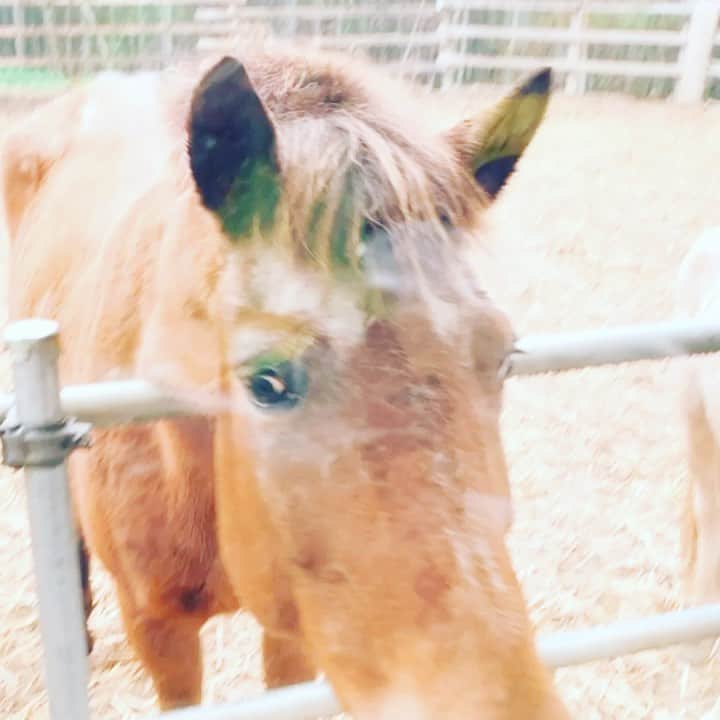 のインスタグラム：「日曜日、ボランティアに行き たーくさんお馬さんと触れ合って来ました😊 めちゃくちゃかわいい！ アスリートさん達とたくさん歩いてお餅をいただいてきました。おいしかった✨  久しぶりに作り置きをして、最近忙しいからここで家事を楽にしよう！と意気込みましたが  熱だしましたー。  はよ回復させんと。」