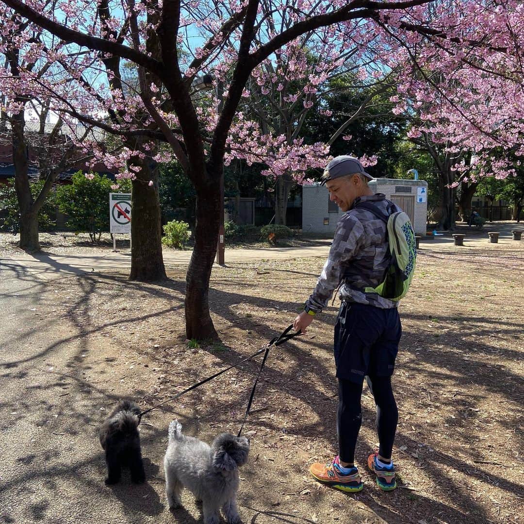 田村亮さんのインスタグラム写真 - (田村亮Instagram)「河津桜。 静岡の河津町が発祥の地なのよ。恐らく、多分。 東京でも綺麗に咲いております。 撮影は学級閉鎖中の次男。  #ロンドンブーツ #ロンブー 亮 #ランニング #犬ラン」2月19日 20時15分 - ryo_tamura7
