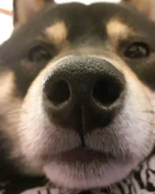 ?Fricko the Shiba Inu?のインスタグラム：「Pappa, camera is way to close🥺🥺🐾 🐾 🐾 🐾 #Keaton #🐶 #shiba #shibainu #dog #柴犬 #黒柴 #子犬 #shibalovers #shibaholics #dogoftheday #dogslife #weeklyfluff  #dogstagram  #dogscorner #shibapuppy #puppiesofinstagram」