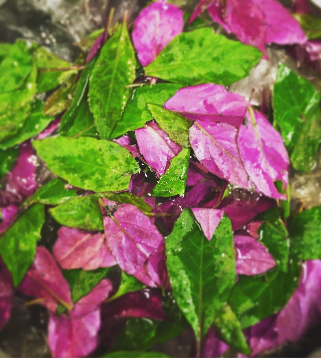 ONE SUITE Hotel & Resort（公式）さんのインスタグラム写真 - (ONE SUITE Hotel & Resort（公式）Instagram)「おはようございます😃 沖縄は雲の日が続いてます☁️ 本日は沖縄食材をご紹介したいと思います。 葉っぱの裏が綺麗な紫色をしているハンダマは、不老長寿の葉とも言われ、栄養価がとても高い野菜です。 お肌にもとてもいいみたいですよ。 少し苦味があるので、サラダの中に入れて食べると美味しいです😋 皆さん是非お試しください。 今日も元気にお待ちしております🧑‍🌾 okinawa#nakijin#cafe#restaurant#LLOTA#dinner#French#island_coffeestand#coffee#coffeelover#goodcoffee_okinawa#エルロタ#創作フレンチ#vinnaturel #スタッフ募集中 #ホールスタッフ募集 #キッチンスタッフ募集#自然派ワイン#バリスタ募集 #未経験OK#今帰仁#今帰仁村#古宇利島」2月20日 6時15分 - onesuite_llota_kouri