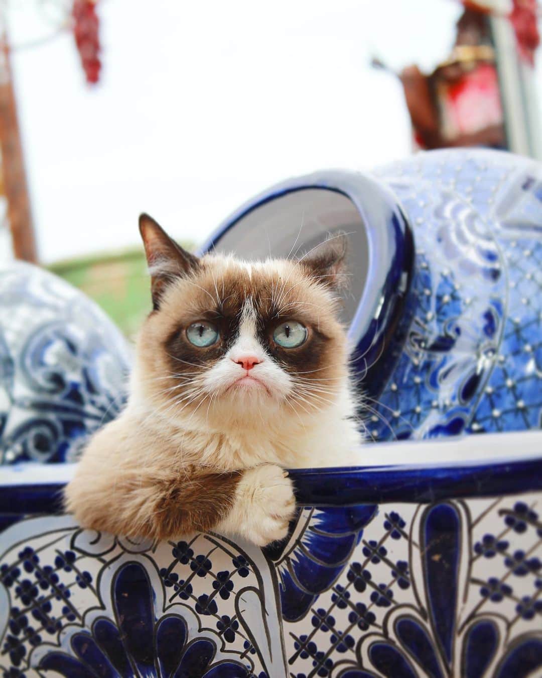 Grumpy Catさんのインスタグラム写真 - (Grumpy CatInstagram)2月20日 6時26分 - realgrumpycat