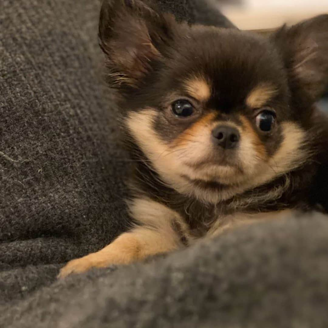 石田ゆり子さんのインスタグラム写真 - (石田ゆり子Instagram)「友人がとんでもなくかわいい仔犬と暮らし始めた。 原稿を書く合間に 絵を描いた。 わたしの頭の中身が 透けて見えますか。 #ゆりごろうの絵」2月20日 6時27分 - yuriyuri1003