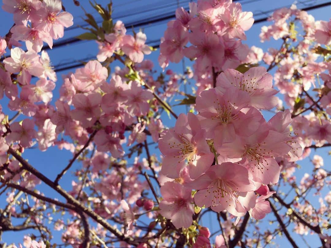 やながわみほのインスタグラム：「撮影中に見つけた桜！こんなに咲いててびっくり！ でもやっぱり桜は綺麗だ✨」